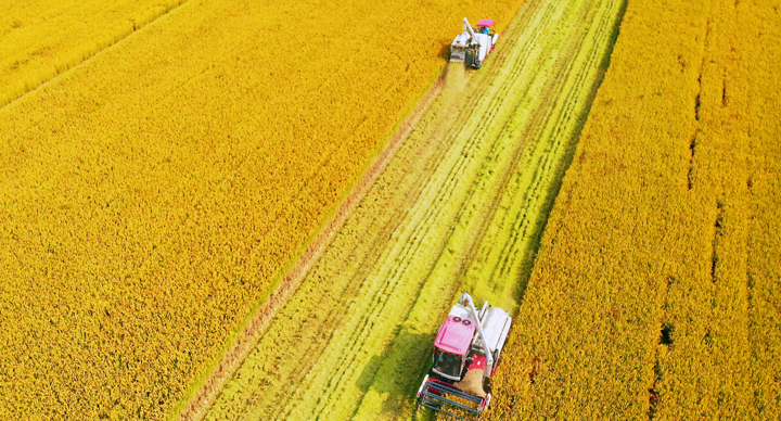 洪澤區(qū)：奏響稻田“豐收曲”